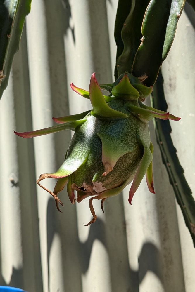 Ripening fruit